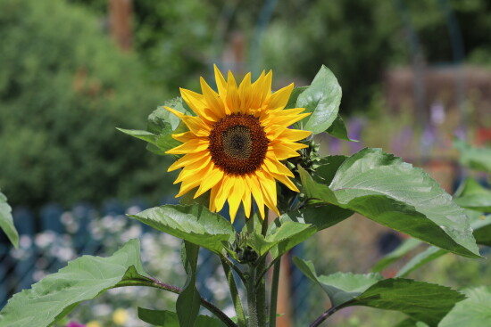 Sonnenblume